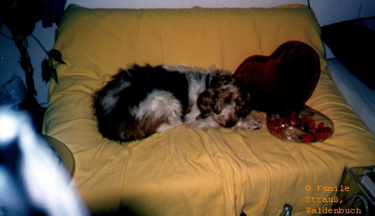 2000-04-Griffo_01 Neu_JPG.jpg